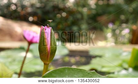 Close Up And Blur Background Honey Bee Flying And Bees Collecting Pollen In Deep Of Colorful Bloomin