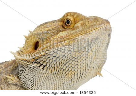  Bearded Dragon - Pogona Vitticeps