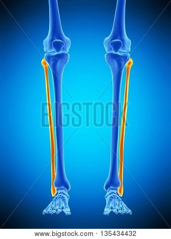 3d rendered, medically accurate illustration of the fibular