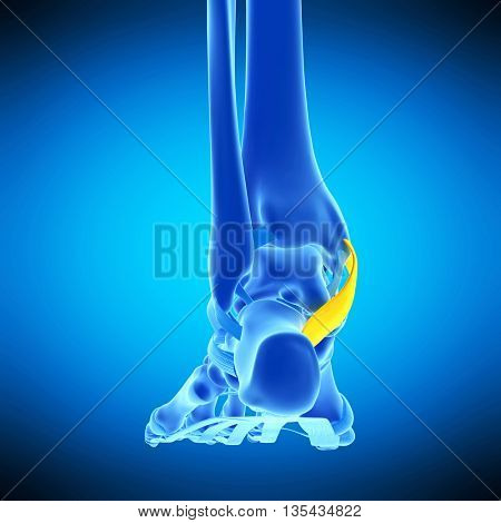3d rendered, medically accurate illustration of the flexor retinaculum