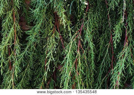 The fresh pine needles, green background, backdrop