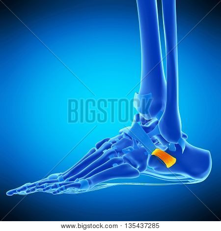 3d rendered, medically accurate  illustration of the inferior peroneal retinaculum