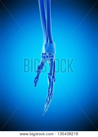 3d rendered, medically accurate illustration of the hand ligaments