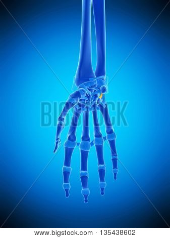 3d rendered, medically accurate illustration of the pisohamatel ligament