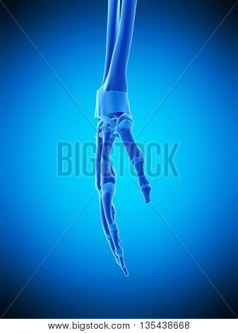 3d rendered, medically accurate illustration of the hand ligaments