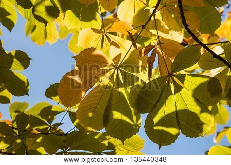closeup of chestnut leaves in autumn against sky