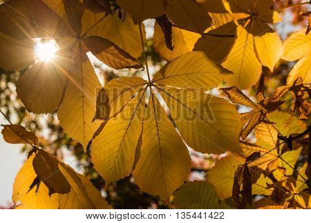 yellow horse chestnut leaves in autumn with lens flare