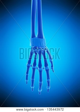 3d rendered, medically accurate illustration of the hand ligaments