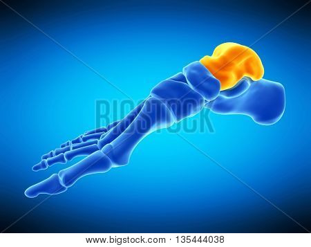 3d rendered, medically accurate illustration of the talus bone