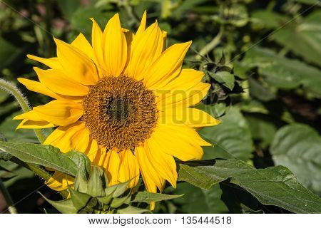close up of ornamental sunflower in bloom