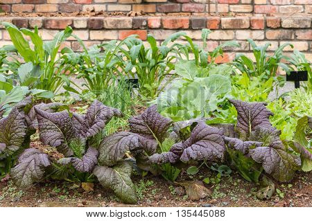 organic garden with selection of leafy vegetables