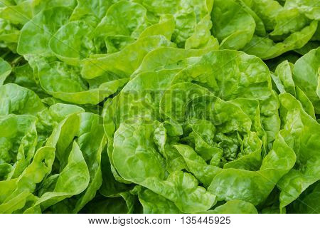 detail of fresh garden lettuce growing in garden
