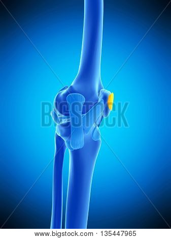 3d rendered, medically accurate illustration of the subcutaneous prepatellar bursa