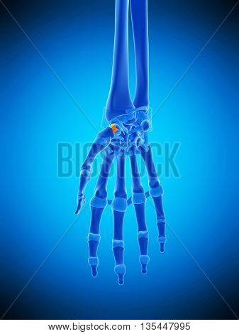 3d rendered, medically accurate illustration of the scaphotrapezial ligaments