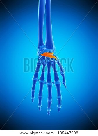 3d rendered, medically accurate illustration of the dorsal intercarpal ligaments