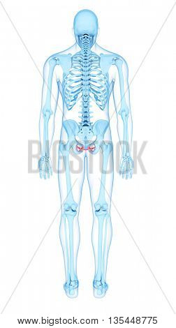 3d rendered, medically accurate illustration of the coccygeus  