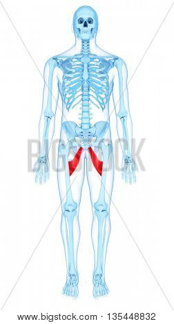 3d rendered, medically accurate illustration of the aducctor brevis