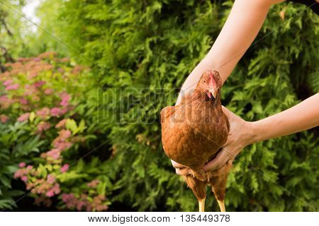 live chicken in hand on garden background