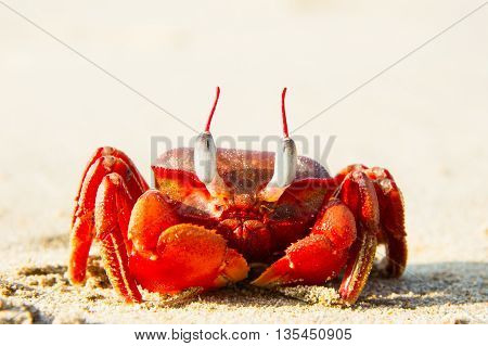 The Big Red Crab Sitting On The Sand