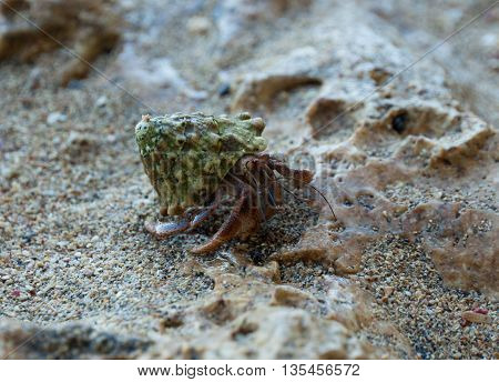 Hermit Crab on a beach seen in costa rica
