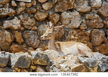 Young deer lying and resting among the rocks