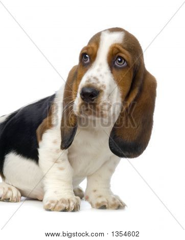  Szczeniak Basset Hound - Hush Puppies