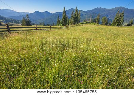 Idyllic landscape in the Alps with fresh green meadows and blooming flowers and snow-capped mountain tops in the background