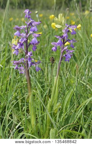 Green-winged Orchid - Anacamptis morio Two flowers with Cowslip