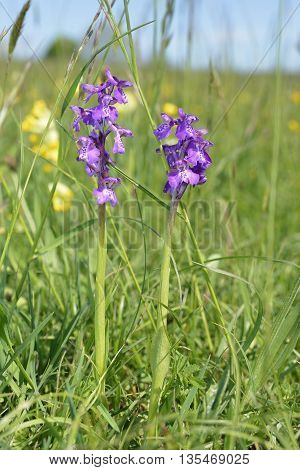 Green-winged Orchid - Anacamptis morio Two flowers with Cowslip