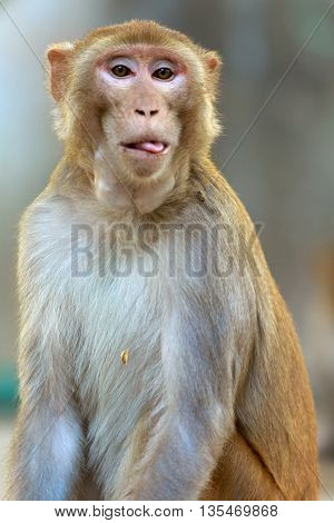 Rhesus macaque
Description:
Rhesus macaques are masters of cute expression. Rhesus monkeys are common in Northern India. They are a common site at Keoladeo National Park, Bhartpur, Rajasthan