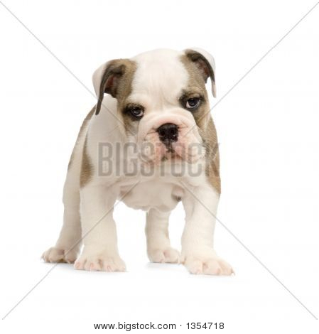  Englisch Bulldogge Welpen