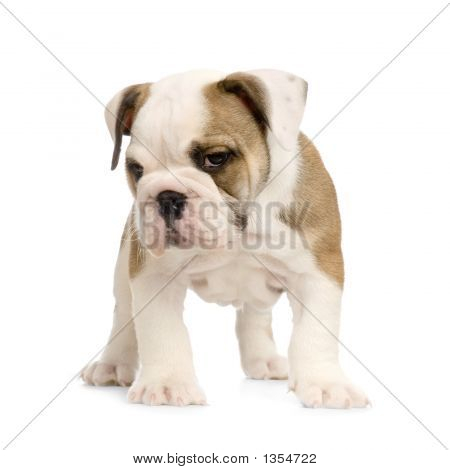  Englisch Bulldogge Welpen