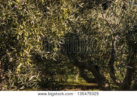 olive tree with green olives in olive grove