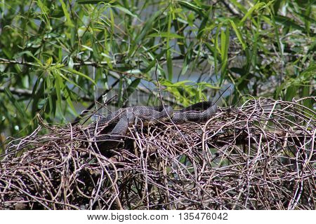 Water snakes resting in dried vines on the shoreline of Nassau Bay with bright green leaves in the background.