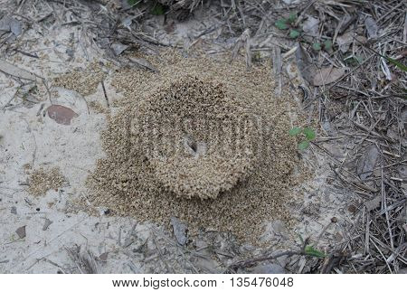 Concave insect mound built on parched ground, surround by stray and dry leaves. Sparse small green sprigs offer signs of life.