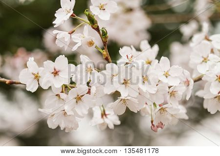 Sakura or cherry blossom flower full bloom.