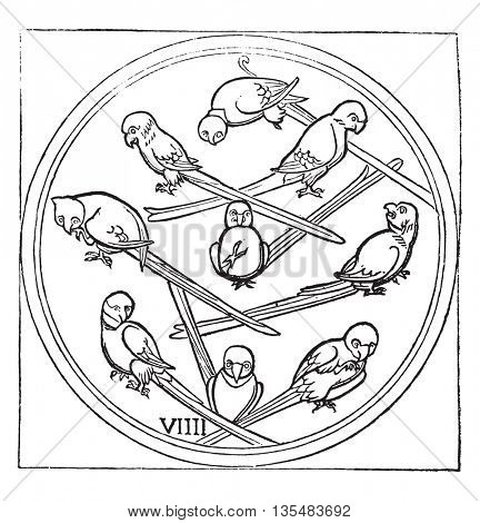 Nine of Parrot, or Bird, vintage engraved illustration. Magasin Pittoresque 1836.