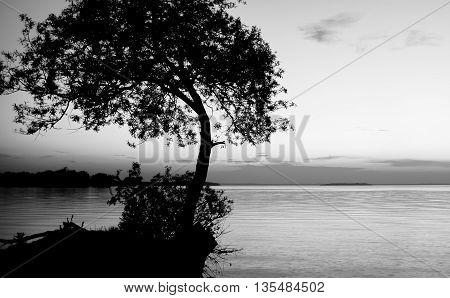 Silhouette of a tree against a purple sky during blue hour with a view of the lake at the cottage