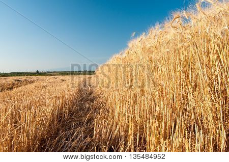 Wheat Harvest Time