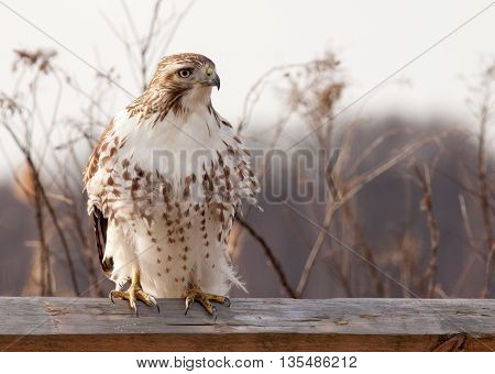 Majestic Red Tailed Hawk (Buteo Jamaicensis) perched on a wooden fence facing right with feathers blowing softly in the breeze