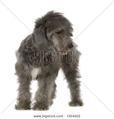  Bedlington Terrier