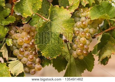 detail of ripe grapes on vine in vineyard