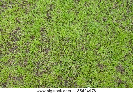 The beauty green garden in Thailand, top view