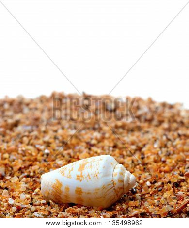 Shell Of Cone Snail On Sand