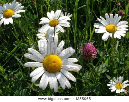 Summer Daisy