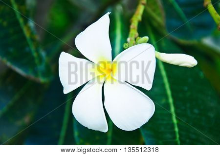 Close up of frangipani flower or Leelawadee flower