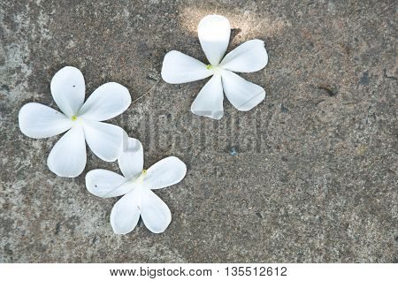 Beautiful white flowers on a cement floor