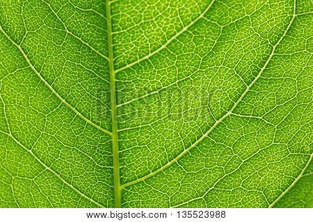 Green leaf background