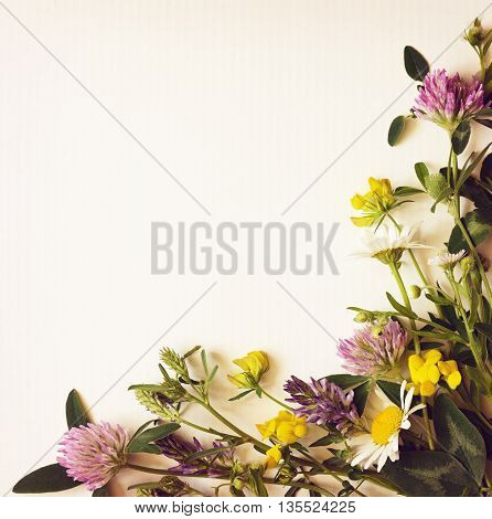 Wild flowers corner on white carton background Filtered version