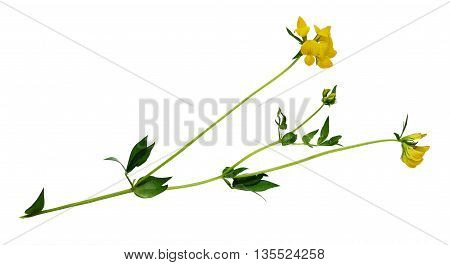 Lotus corniculatus flowers and buds isolated on white